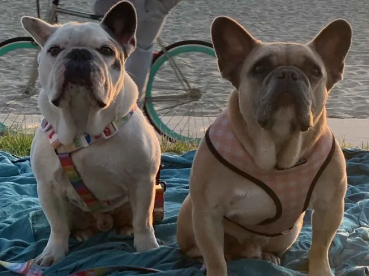 Lady Gaga recupera sanos y salvos los dos perros que le robaron