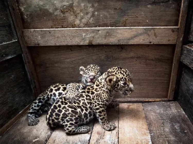 Huérfanas y deshidratadas así estaban jaguares, hoy corren libres en la selva