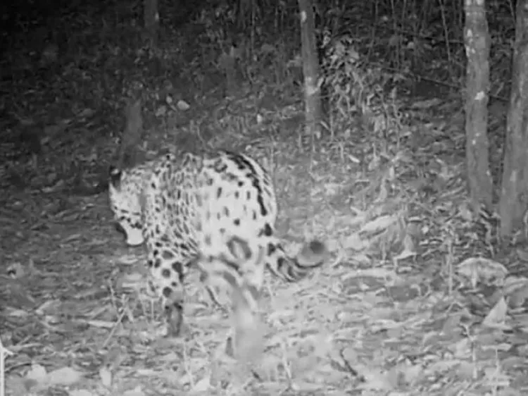 Logran grabar a jaguar en Reserva de la Biosfera Sierra de Manantlán