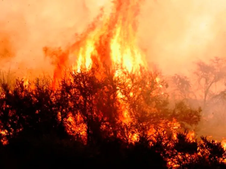 Los vientos y rachas de calor detonan incendios