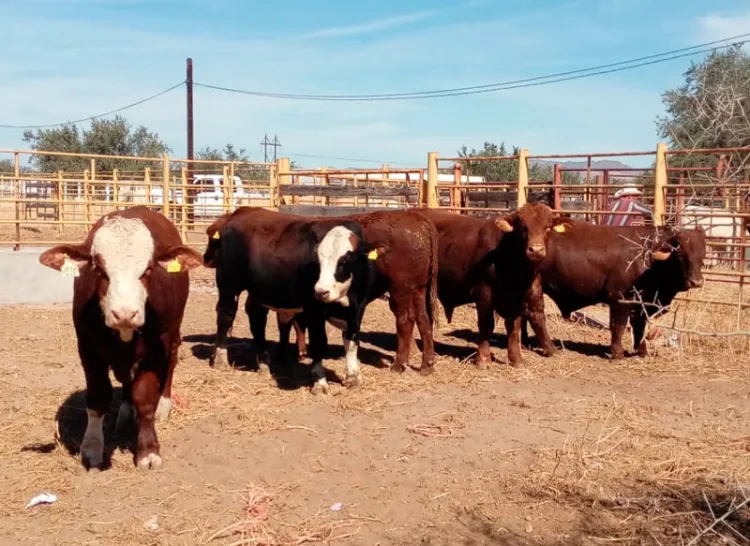 Sonora, líder en sanidad animal