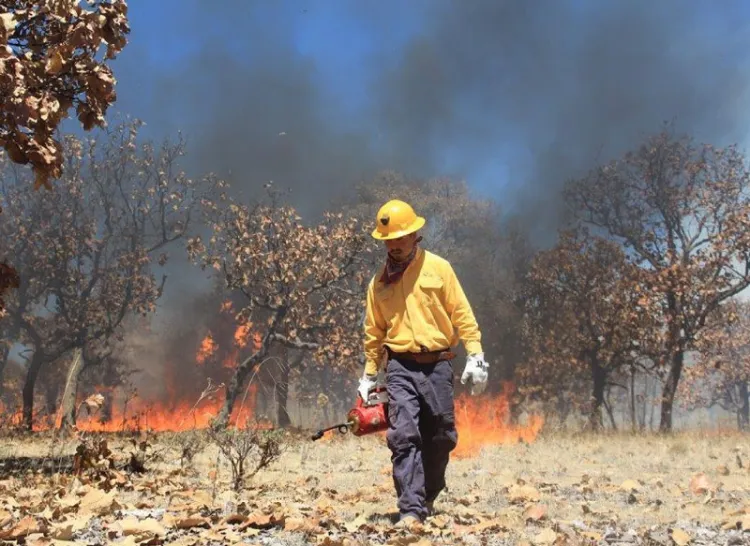 Suma Sonora cuatro incendios forestales