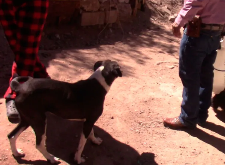 Surge primer caso de ricketssia en Nogales