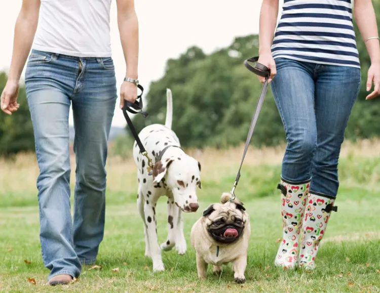 Tendrán aquí, Semana Cultural de la Mascota