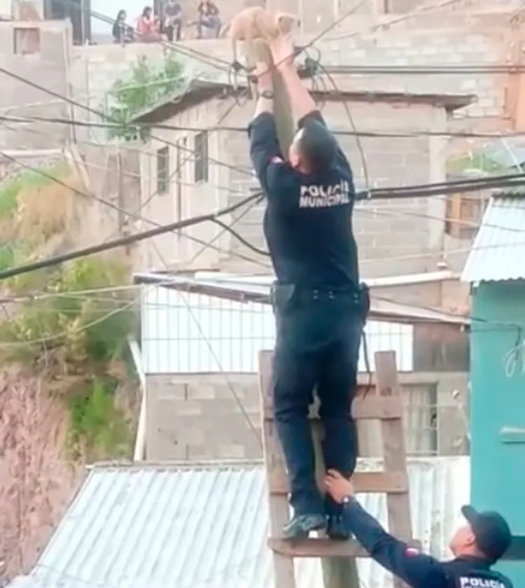 Exhortan a la comunidad se denuncie el maltrato animal