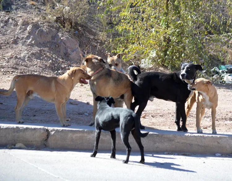 Incrementa problema de perros callejeros