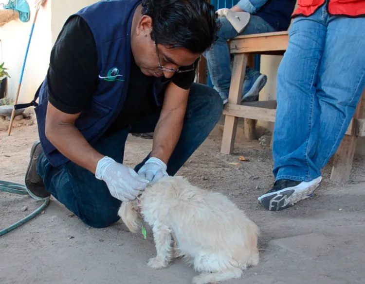Mantiene Sonora sin casos de rabia humana