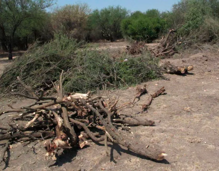 Detienen devastación de árboles en la ciudad
