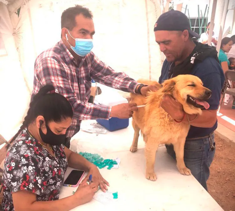 Intensifican trabajos de vacunación de perros