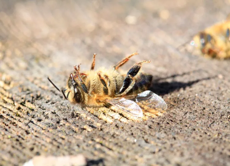 AFECTA GRAVE SEQUÍA A LAS ABEJAS