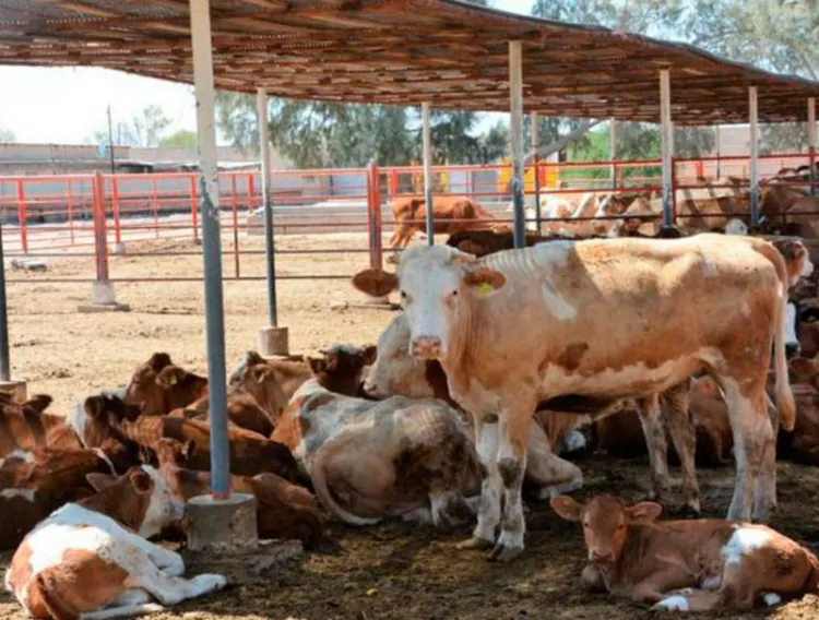 Impulsan programa para atender sequía