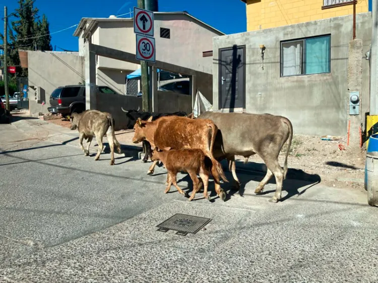 Pide la CNC investigar casos de accidentes con el ganado