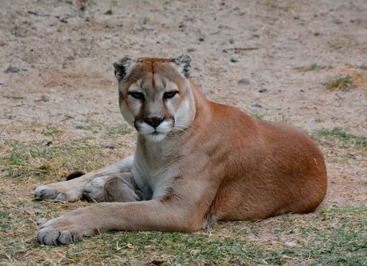Con aforo permitido, CES ya está abierto a visitantes