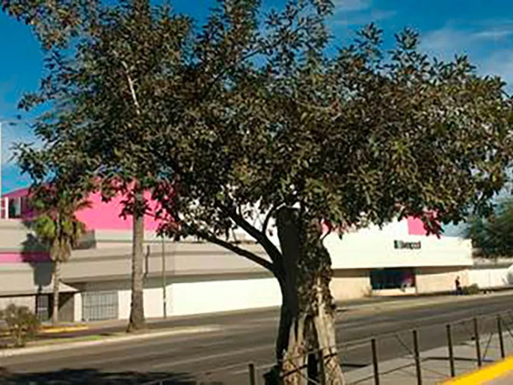 Buscan ambientalistas rescatar árbol ubicado en el Luis Encinas