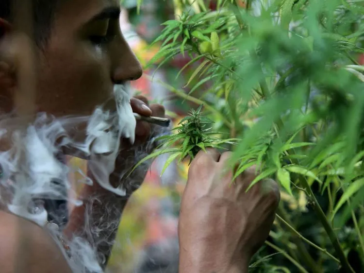 SCJN resuelve a favor el uso lúdico de la mariguana