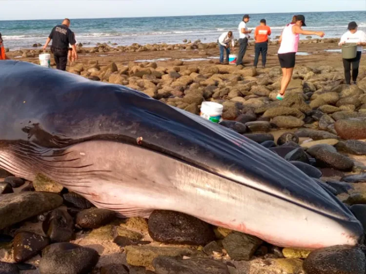 Salvan a ballena varada