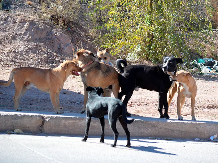 Piden denunciar maltrato animal