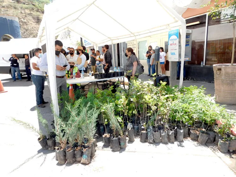 Reparten más de mil plantas