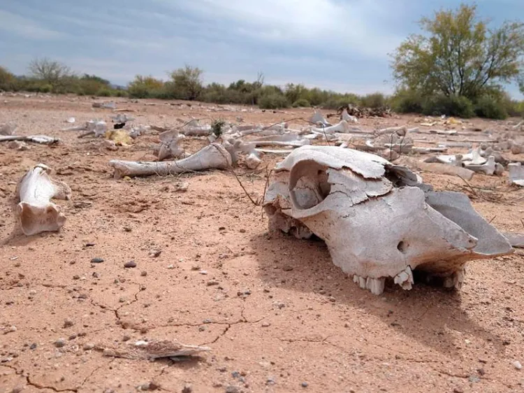 Muere ganado ante sequía
