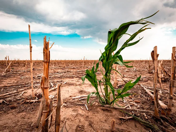 Persiste sequía a pesar de lluvias
