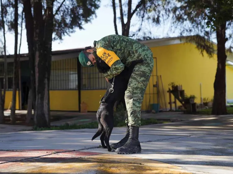 Perritos callejeros encuentran hogar gracias a militares