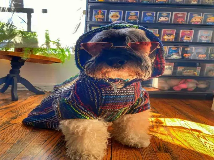 #DíaDelPerro: 20 razones para tener un perro en casa