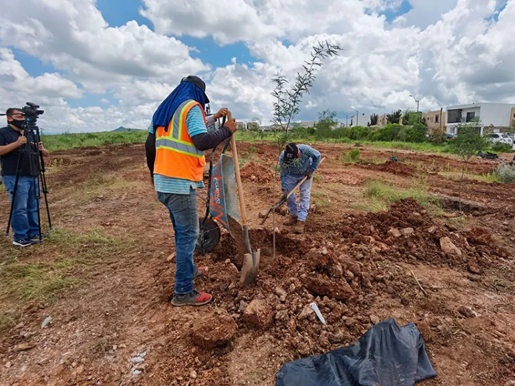 Reforestan zona de fraccionamientos