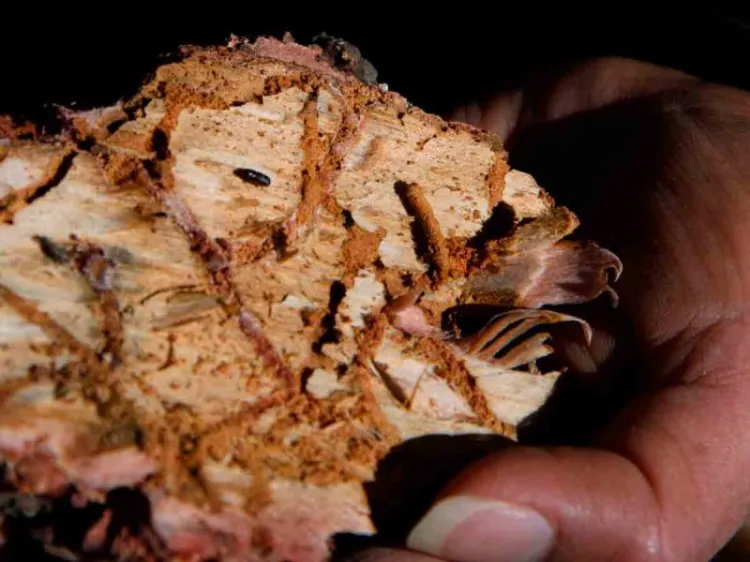 Plagas impactan 25 mil hectáreas de bosques mexicanos