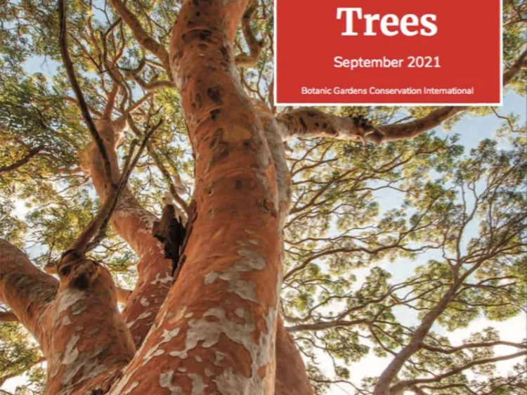 3 de cada 10 especies de árboles en México se encuentran en peligro de extinción