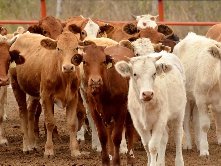 Cierra ciclo ganadero con caída en exportación