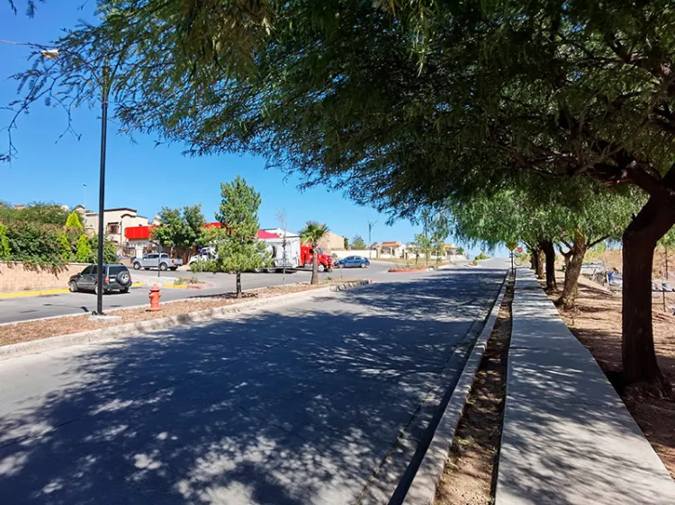 Verifican re forestación de especies vegetales