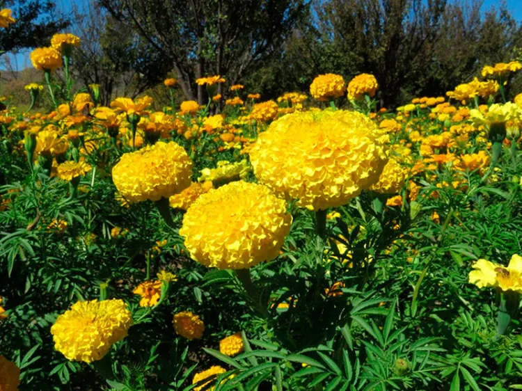 Flores de cempasúchil, más que una tradición
