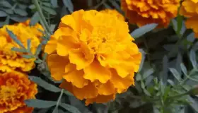 ¿Sabías que el cempasúchil se usa como repelente de insectos, bactericida y medicina?