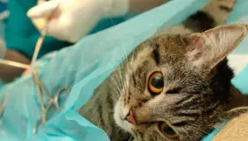 Promueven jornada masiva de castración de mascotas