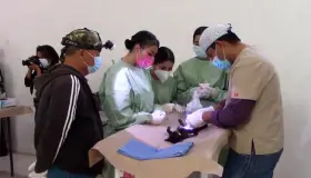 Realizan exitosa campaña de esterilización en Nogales