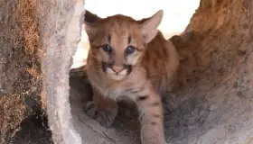 Nacen pumas en el Centro Ecológico