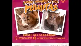 El Centro Ecológico lanza la convocatoria “Ponle nombre a los pumitas”