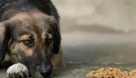 Urge alimento para perros de Miguel Alemán: Araiza
