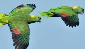 Loro nuca amarilla está en peligro crítico de extinción en México