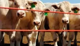 Exportación de ganado cerrará con caída