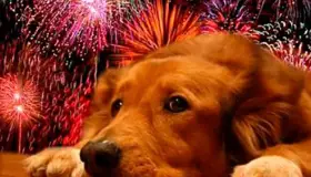 Afecta pirotecnia a mascotas, llaman a protegerlas