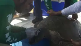 Estudia IPN cinco especies de tortuga marina en peligro de extinción en Sinaloa