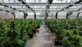 Apuestan a México como productor