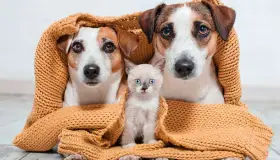 Instan al cuidado de mascotas ante el frío