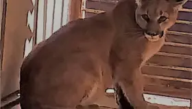 Llega Nala, nueva inquilina del Centro Ecológico