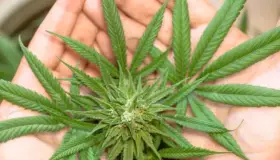 Cannabis sin agentes psicoactivos resulta efectiva para bloquear COVID de células humanas