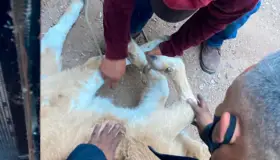 Cae vaca en parte posterior de vivienda