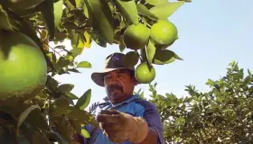 Crimen encarece precio del limón; productores michoacanos se quejan