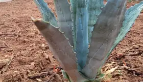 Instalan modelo botánico