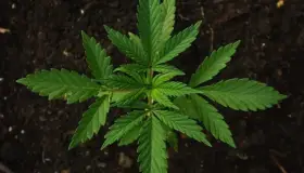 Mariguana recreativa, prioridad en el Senado en febrero